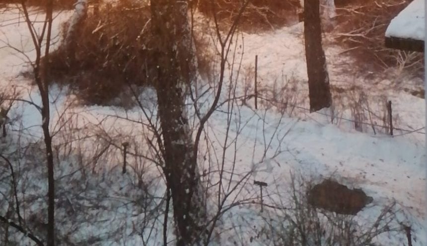 Èi A CurÄÈat Copacii Din FaÈa Casei Èi S A Ales Cu O AmendÄ Bistriteanul Afla Primul