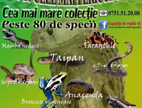 Mamba verde, Cobra egipteană și alte zeci de specii de reptile vii, în expoziție, la Muzeu Mamba verde, Cobra egipteană și alte zeci de specii de reptile vii, în expoziție, la Muzeu