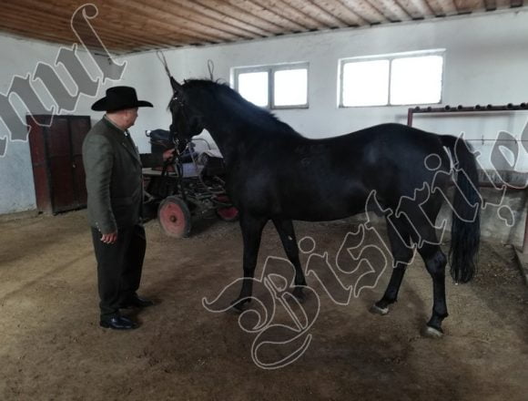FOTO/VIDEO: Iubire, blândețe și răbdare – rețeta de succes a Hergheliei Beclean, singurul loc din lume unde se crește Lipițanul negru FOTO/VIDEO: Iubire, blândețe și răbdare – rețeta de succes a Hergheliei Beclean, singurul loc din lume unde se crește Lipițanul negru