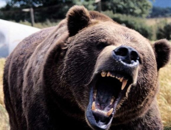 TEROARE în Cușma: Populația, avertizată prin Ro Alert cu privire la un URS TEROARE în Cușma: Populația, avertizată prin Ro Alert cu privire la un URS