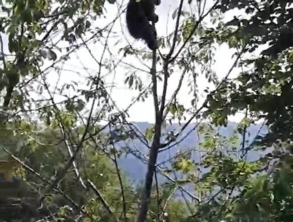 FOTO/VIDEO – O comunitate din Bistrița-Năsăud este terorizată de urși de mai bine de o lună FOTO/VIDEO – O comunitate din Bistrița-Năsăud este terorizată de urși de mai bine de o lună