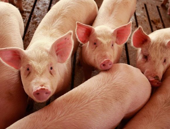 Tăiatul porcului, doar cu aviz și cu veterinarul de față Tăiatul porcului, doar cu aviz și cu veterinarul de față