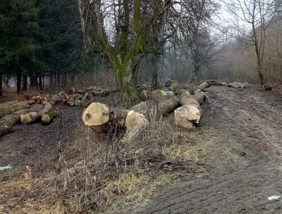 FOTO/VIDEO – JALE: A dispărut o pădure de stejari din Arcalia! 40 de hectare rase în două luni FOTO/VIDEO – JALE: A dispărut o pădure de stejari din Arcalia! 40 de hectare rase în două luni