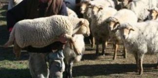 Focar de variolă ovină și caprină în Mureș. 11 localități din Bistrița – Năsăud, sub supraveghere