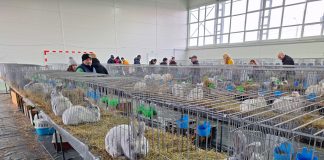 180 de masculi frumoși și căpoși, iepuri de rasă, expuși weekendul viitor la Liceul „Grigore Moisil”