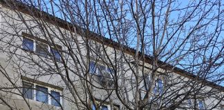 S-a terminat cu corcodușii, nucii sau alți pomi fructiferi în Bistrița! Noul regulament al spațiilor verzi îi interzice