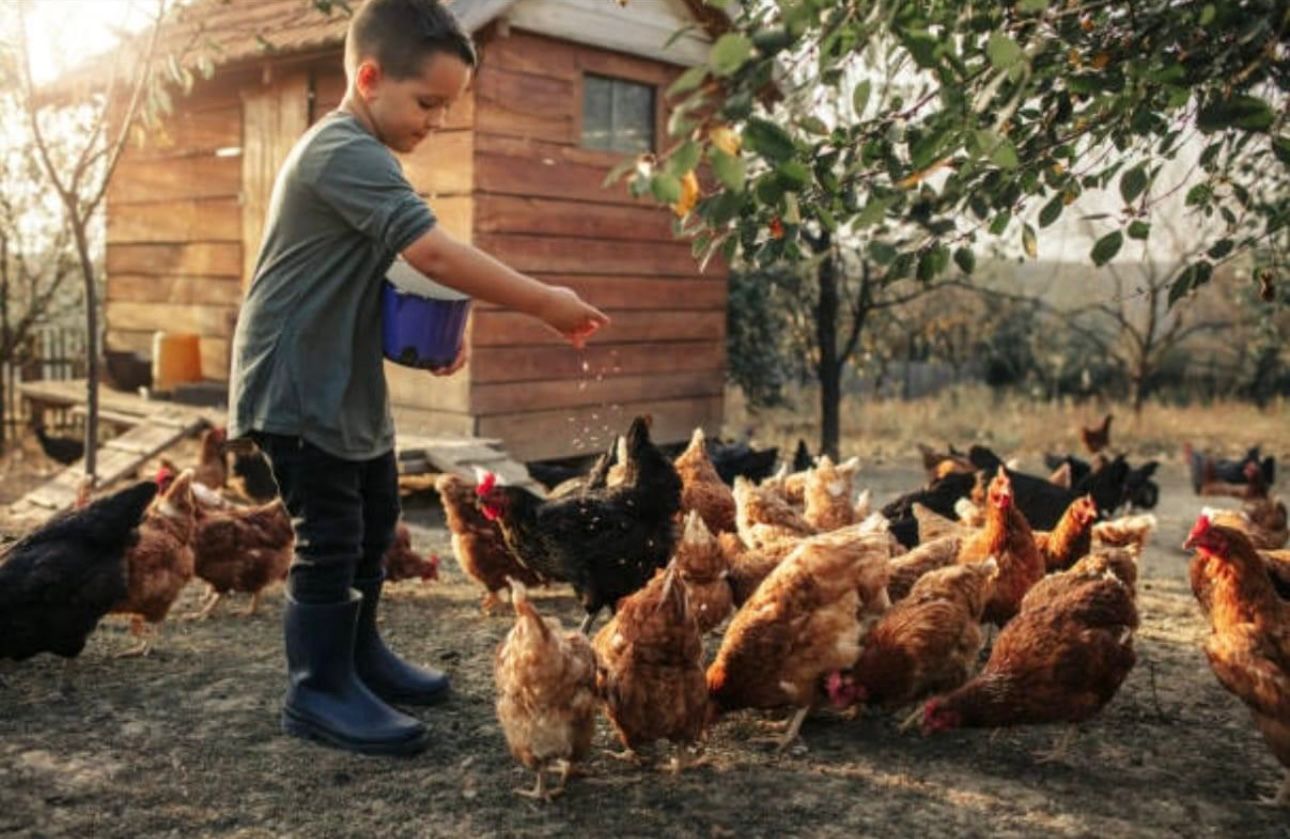 Din pământ, la ușa ta, cu doar un click! Paul Rus, bistrițeanul care și-a adus pasiunea pentru agricultură, în secolul XXI 2 Paul Rus Ferma Marioarei Blajeni 2