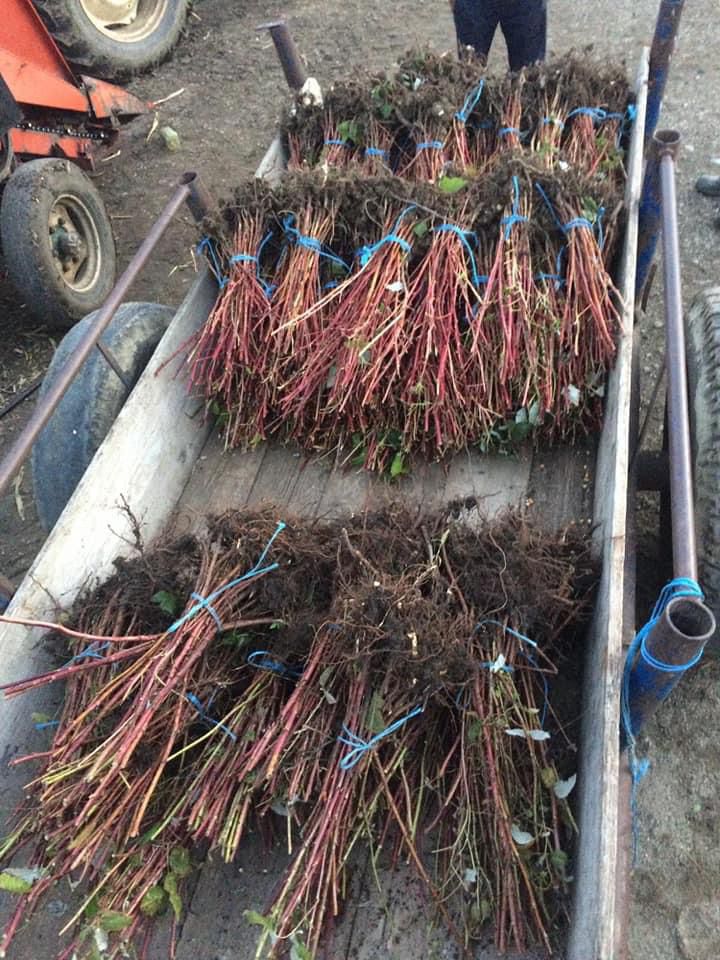 Din pământ, la ușa ta, cu doar un click! Paul Rus, bistrițeanul care și-a adus pasiunea pentru agricultură, în secolul XXI 7 Paul Rus Ferma Marioarei Blajeni 3
