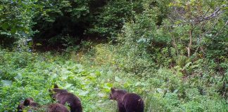 Se numără animalele sălbatice strict protejate din județ!