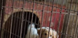 În spatele porților Adăpostului de câini Bistrița: Între speranța adopțiilor în Germania și provocările de zi cu zi