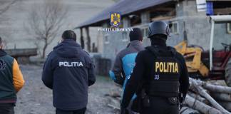 Percheziții de amploare în Bistrița – Năsăud și alte cinci județe: tăieri ilegale de arbori, furt de lemn, fals în documente