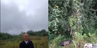 VIDEO – CRUZIME: Un profesor brașovean susține că i-au fost omorâți, în mod barbar, câinii dați în grijă unui prieten din Piatra