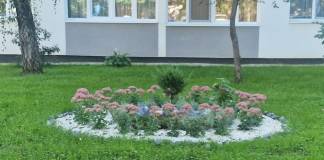 Secția de spații verzi a Primăriei Bistrița înghițea anual până la 1,5 milioane de euro!