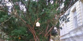 FOTO – Se caută povești & amintiri despre profesorul Liviu Gubesch: Vrând, nevrând, generații întregi au făcut voluntariat în parcul dendrologic al CNLR