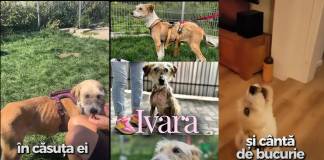 VIDEO: IVARA – cățelușa care cântă de bucurie de când a fost salvată și adoptată