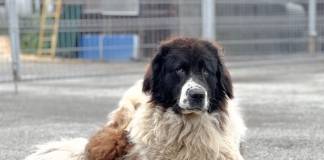 EMOȚIONANT – La Adăpostul public Bistrița se-ntâmplă minuni: Erik, total transformat, a ajuns într-o casă iubitoare!