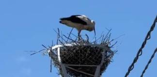 Unde cuibăresc berzele în Bistrița-Năsăud? Descoperire la 827 m altitudine!