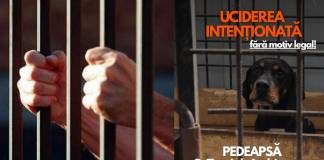 Raul, minorul care a omorât un câine în pădurea de la Beclean, după gratii! CE pedeapsă îl așteaptă: