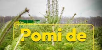 Miros de brad natural în casele bistrițenilor: Romsilva vinde inclusiv varianta în ghiveci!