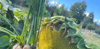 „Grădina Bunicii”, de la Liceul Agricol Bistrița – recunoscută la nivel național și susținută inclusiv de lanțul de supermarketuri Lidl