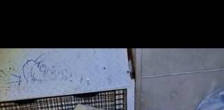 VIDEO- Șocant! Bărbat găsit dormind în parc, pe scări, la -13 grade!