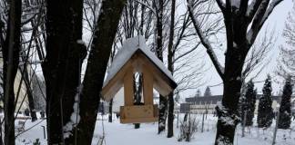 FOTO/VIDEO – Un pumn de semințe, o șansă la viață: Voluntarii Harta Verde România ne învață cât de simplu pot fi ajutate păsările mici sălbatice din Bistrița