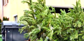 BISTRIȚA: De luni se colectează brazii de Crăciun!