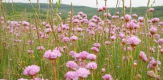 Salvată de sub copitele oilor! O floare extrem de rară va înflori în liniște în situl „La Sărătură”