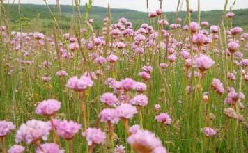 Salvată de sub copitele oilor! O floare extrem de rară va înflori în liniște în situl „La Sărătură”