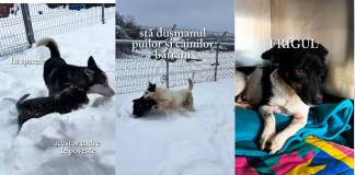 VIDEO – Vine gerul! Cățelușii din adăpost au nevoie de pături