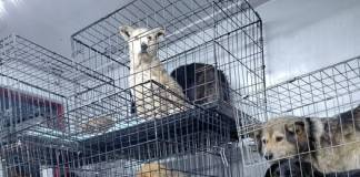 25 de câini salvați din adăpostul de la Suraia au ajuns la Bistrița! Au nevoie de pături, jucării și mâncare