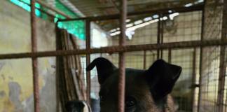 Cățeii de la Adăpostul Public Năsăud trăiesc DOAR dacă îi ajutăm noi