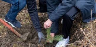 Luna Pădurii la Bistrița: Peste 20.000 de puieți vor fi plantați în această primăvară