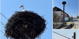 FOTO – S-a întors „proprietarul” unui cuib istoric din Șintereag: Cântărește peste 50 kg și a supraviețuit unui incendiu