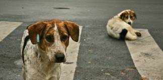 STOP câinilor vagabonzi: Primăria Prundu Bârgăului anunță amenzi uriașe și reguli stricte!