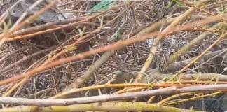 VIDEO GRAV! Deversarea canalizărilor în râul Bistrița încă se practică: ce a surprins un pescar la puntea mișcătoare de pe Petru Maior