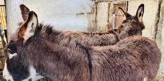 Văcuțe, cai, măgăruși…Ferma Liceului Agricol așteaptă vizitatori în Săptămâna Verde