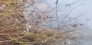 Garda de Mediu Bistrița-Năsăud s-a autosesizat în cazul deversării în râul Bistrița Ardeleană, de lângă puntea mișcătoare