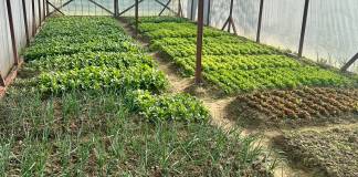 Cunoștințele teoretice, transformate în salată, ridichi, ceapă, pătrunjel și mărar la Liceul Agricol Beclean