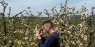 Înghețul din 10- 12 aprilie a ”ucis” din culturile de pomi fructiferi. CARE sunt cele mai afectate: