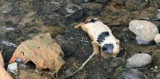 FOTO – ORIBIL: Cățeluși abandonați în râu, la Livezile. Poliția Animalelor a deschis dosar penal, iar vinovatul poate face închisoare până la 7 ani