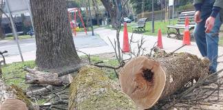 FOTO – Primarul Lazany: Intervențiile nu sunt făcute după ureche! Copacii periculoși, identificați cu tomograful arboricol