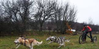 FOTO – Performanță la superlativ: Bogdan Berende și Liviu Oroian aduc aurul și argintul de la Sofia!