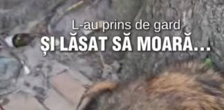 VIDEO: Cruzime fără margini, la Dipșa! Câine cu gâtul tăiat, legat de un gard, lăsat să moară! MAGIC are nevoie de noi