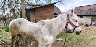 FOTO/VIDEO – Cal bătut și chinuit, salvat de o bistrițeancă, are nevoie de o casă și o operație costisitoare! CUM putem ajuta: