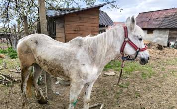 FOTO/VIDEO – Cal bătut și chinuit, salvat de o bistrițeancă, are nevoie de o casă și o operație costisitoare! CUM putem ajuta:
