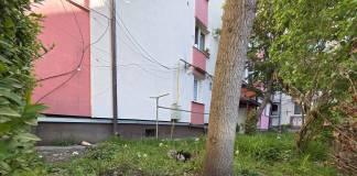 Zona Dragoș Vodă va fi curățată și reamenajată curând – promite primarul Gabriel Lazany