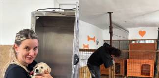 VIDEO: Căsuțe noi pentru cățeii Adăpostului Public Bistrița