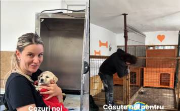 VIDEO: Căsuțe noi pentru cățeii Adăpostului Public Bistrița