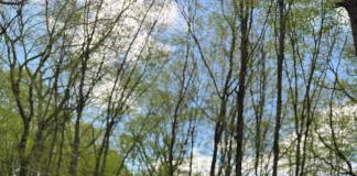 Bistrițenii vor putea să ia la pas sau pe două roți pădurile din jurul municipiului: se pregătește un traseu de drumeție și plimbare!